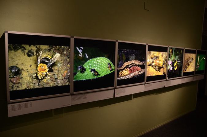 Wasp_exhibition__DSC3407